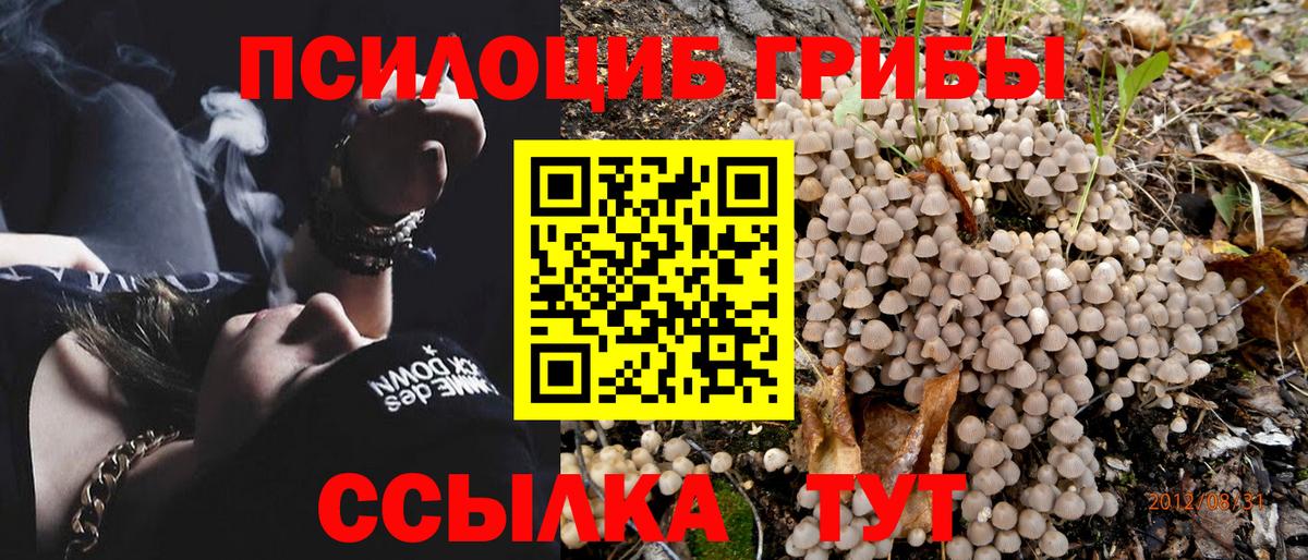 Галлюциногенные грибы Psilocybine cubensis Гусиноозёрск